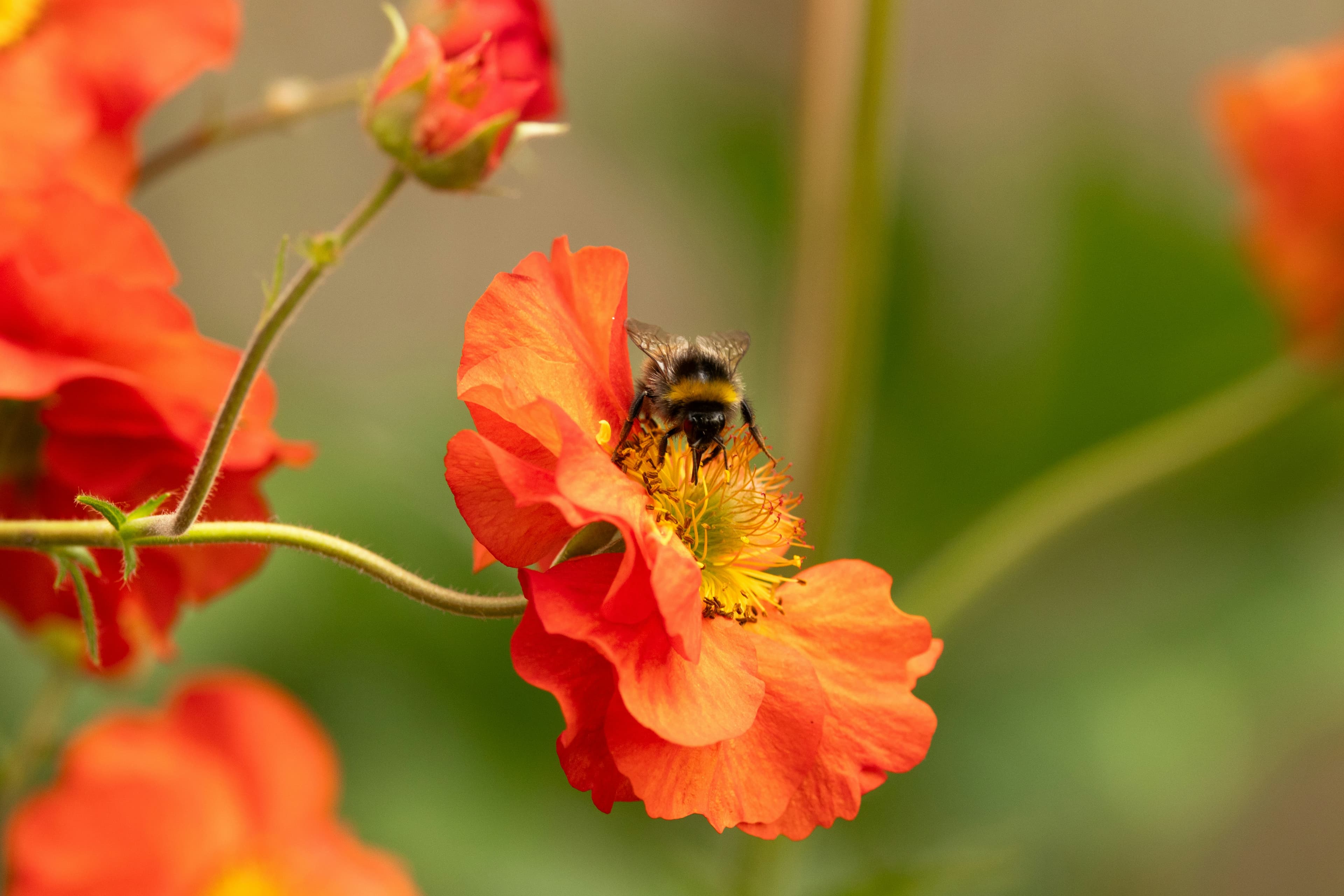 bee resting on a poppy